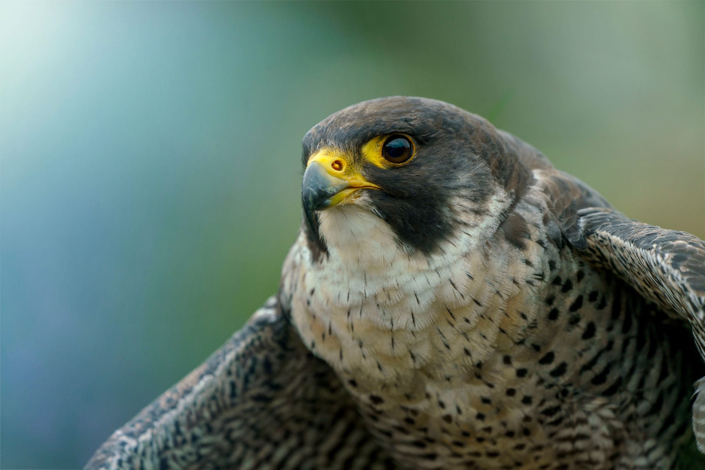 Close-up of a peregrine falcon with dark head markings and a yellow eye ring, looking to the left against a blurred blue-green background.